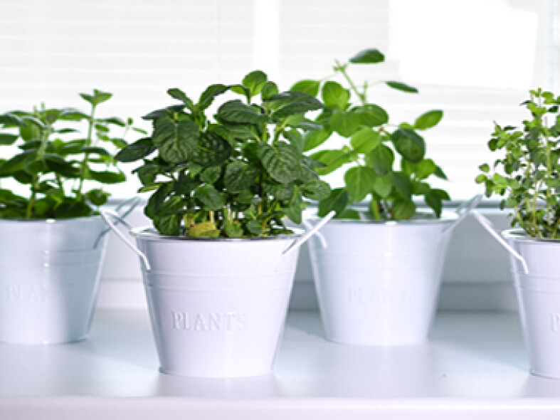 Tipy na bylinky, ktoré si môžete pestovať doma